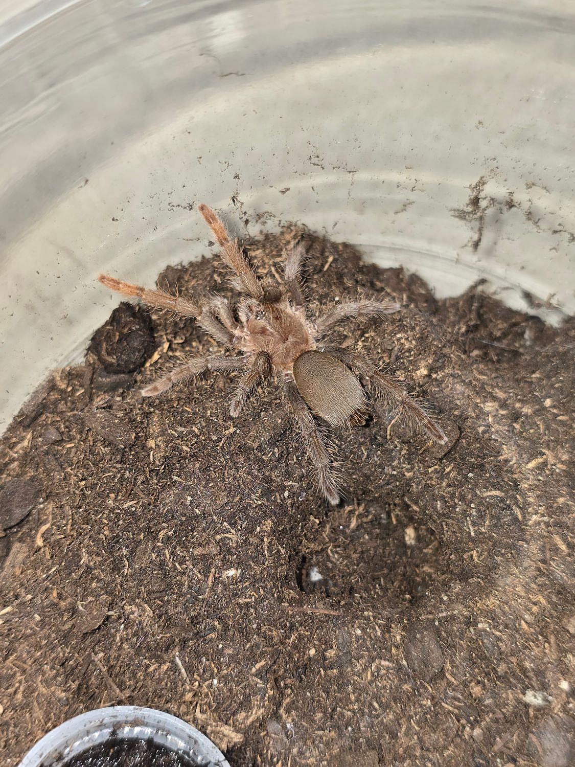 Hysterocrates Gigas