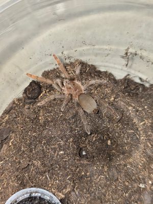 Hysterocrates Gigas