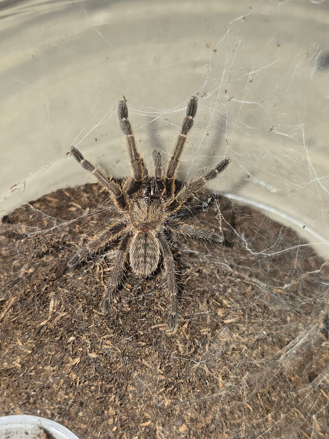 Cyriopagopus sp. Lam Dong