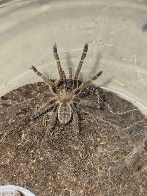 Cyriopagopus sp. Lam Dong