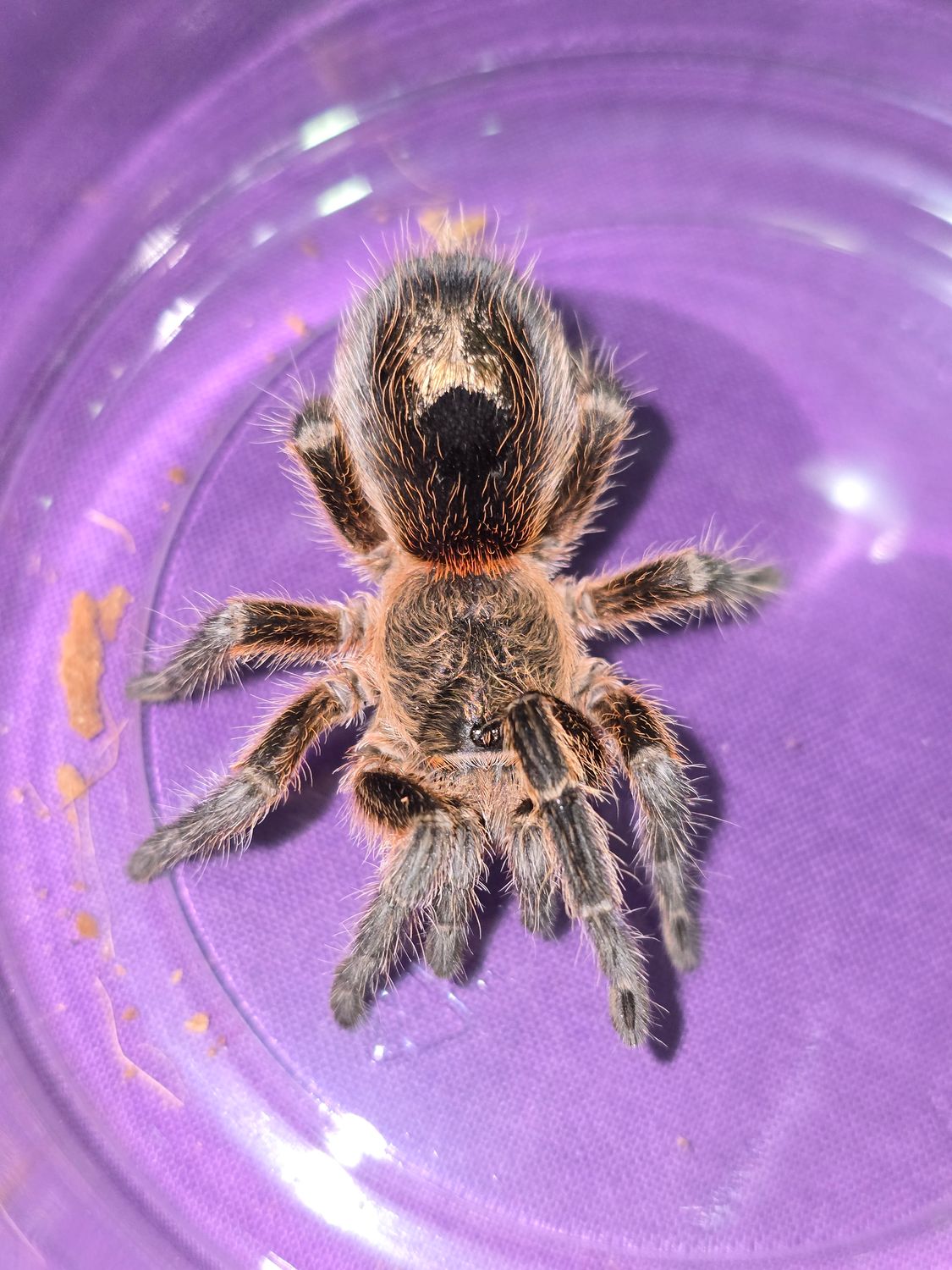 Euthalus Parvulus