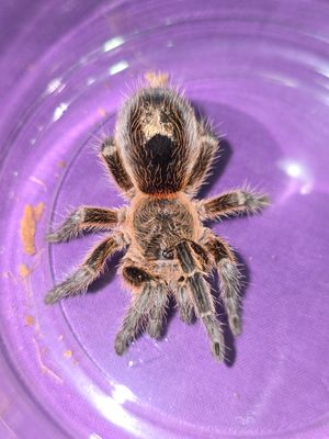 Euthalus Parvulus