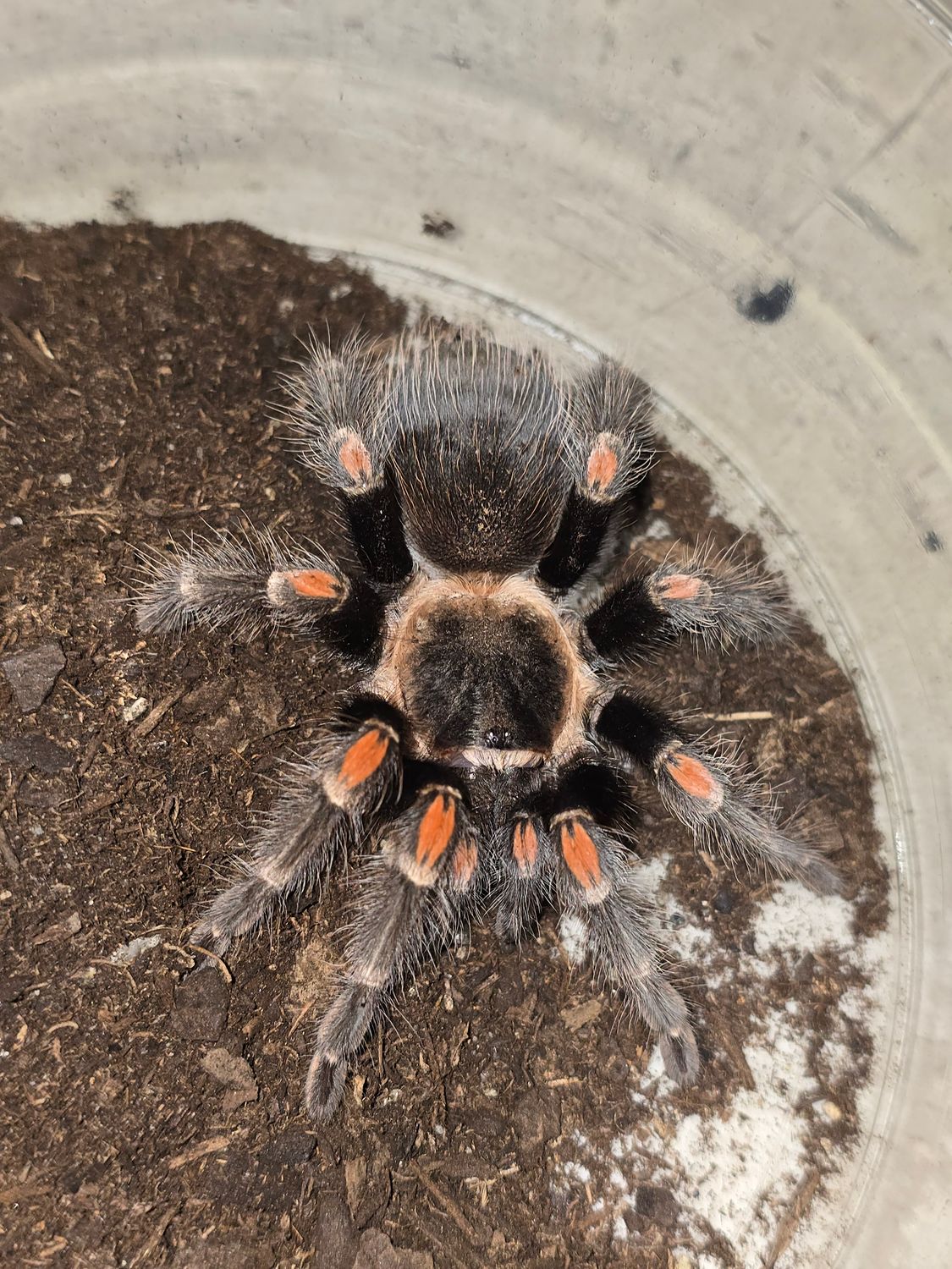 Brachypelma Auruatum