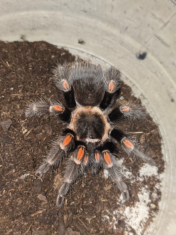 Brachypelma Auruatum