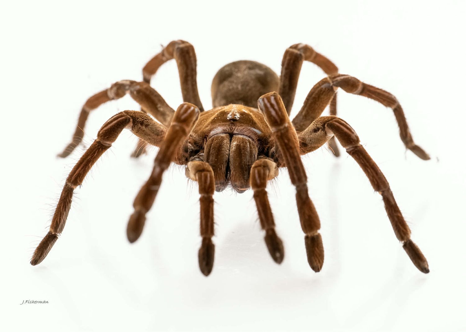 Theraphosa Stirmi