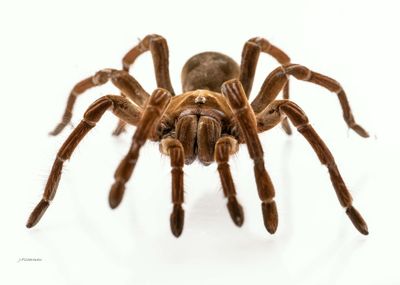 Theraphosa Stirmi