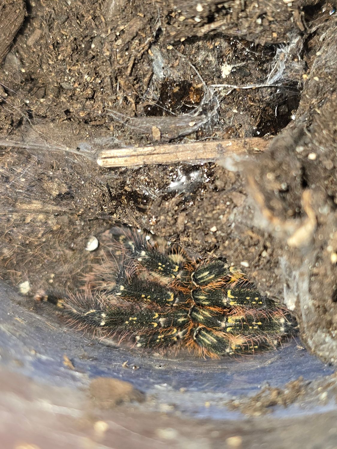 Poecilotheria Ornata ESA