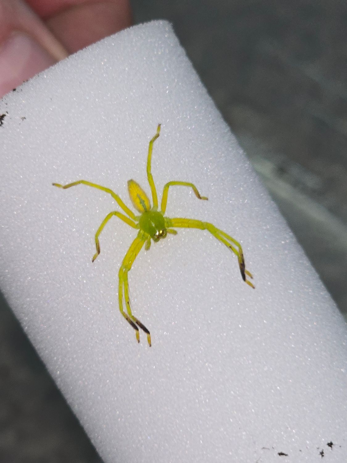 Gnathopalystes sp. Yunnan