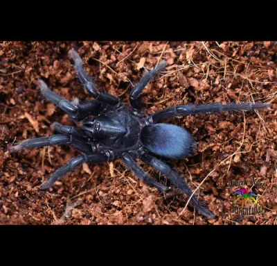 Sahydroaraneus Raja RARE