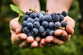 Resveratrol: el secreto sexy de las uvas que tu cuerpo va a amar