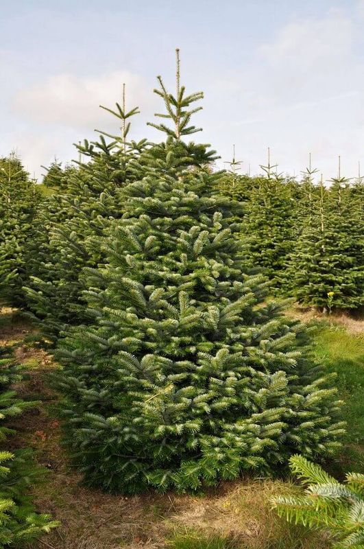 Nordman Fir