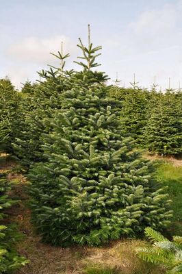 Nordman Fir
