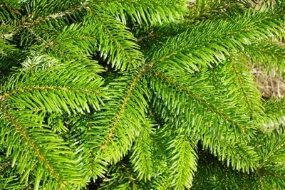 Nordman Fir