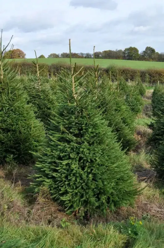 Norway Spruce