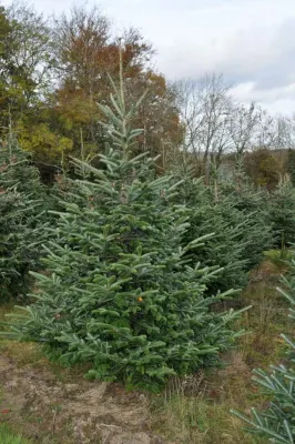 Fraser Fir
