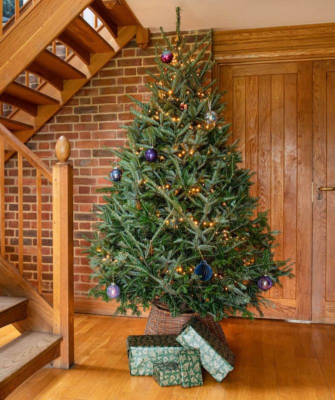 Fraser Fir