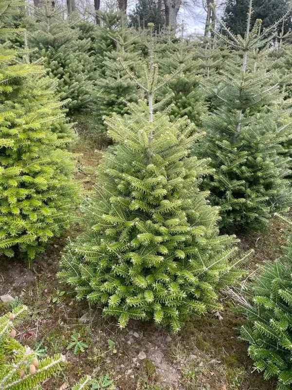 Korean Fir