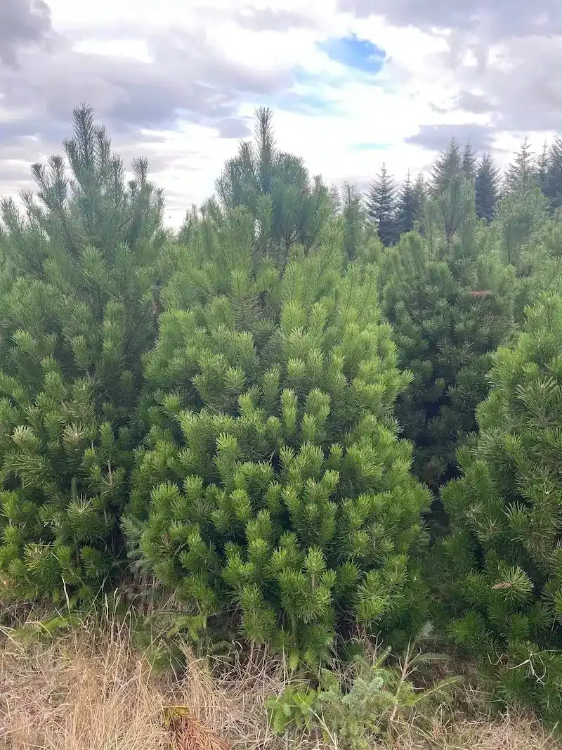 Lodgepole Pine