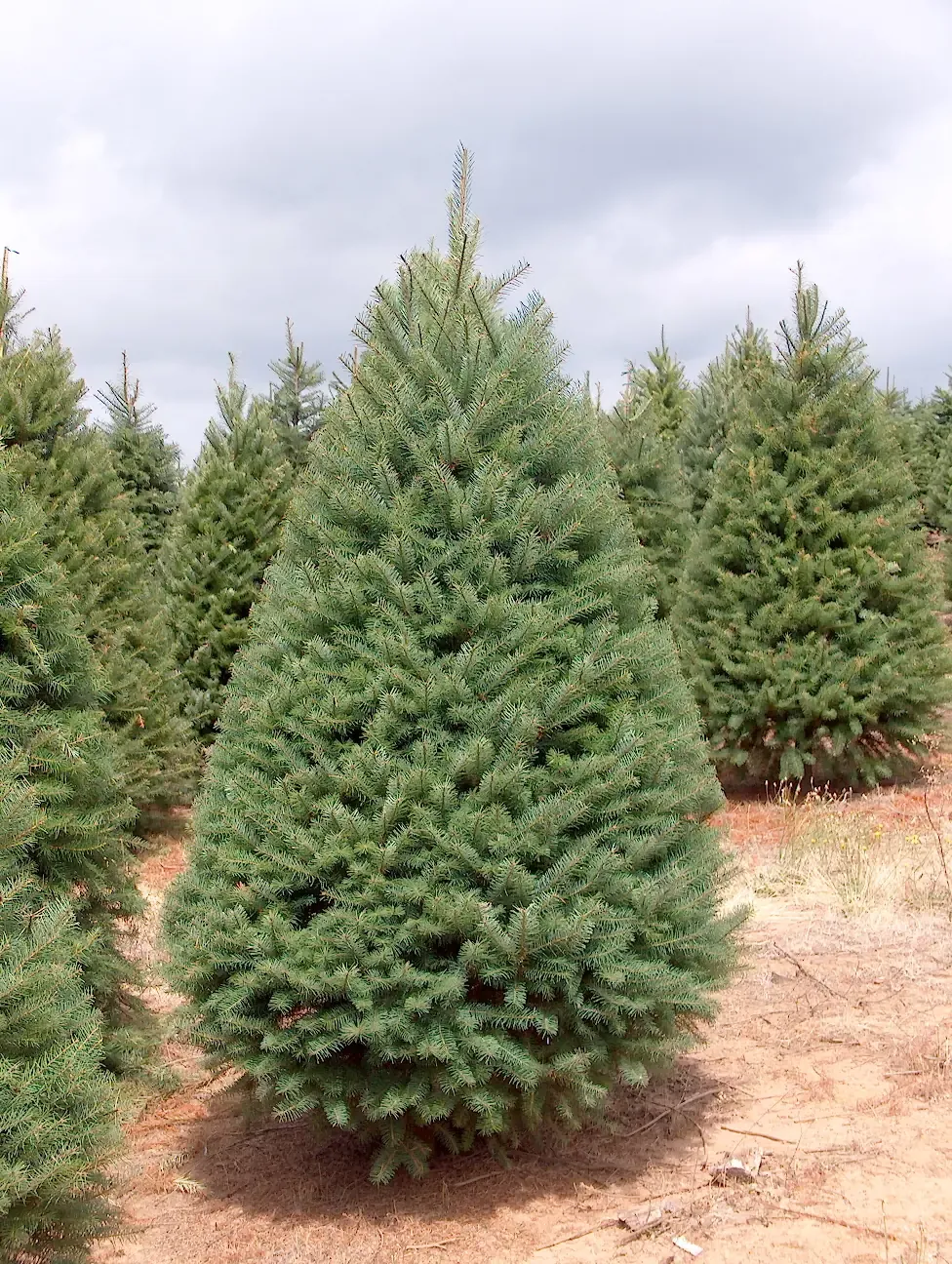 Douglas Fir