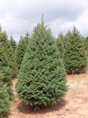 Douglas Fir