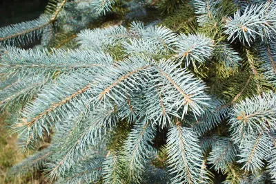 Blue Spruce