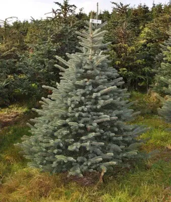 Blue Spruce