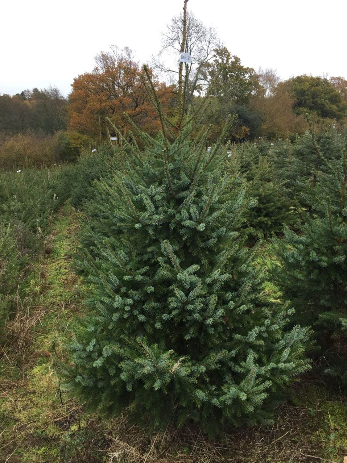 Serbian Spruce