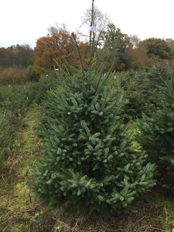 Serbian Spruce