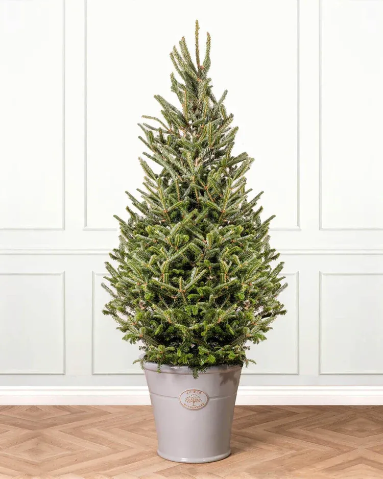Fraser Fir Pot Grown Christmas Trees