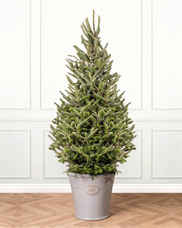 Fraser Fir Pot Grown Christmas Trees