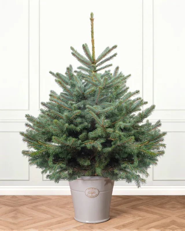 Blue Spruce Pot Grown Christmas Trees