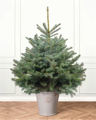 Blue Spruce Pot Grown Christmas Trees
