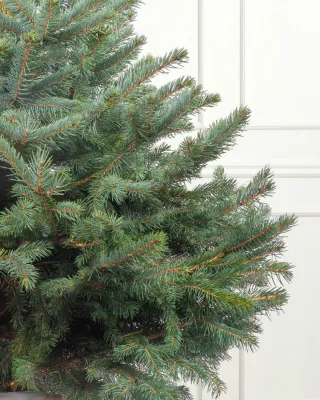 Blue Spruce Pot Grown Christmas Trees
