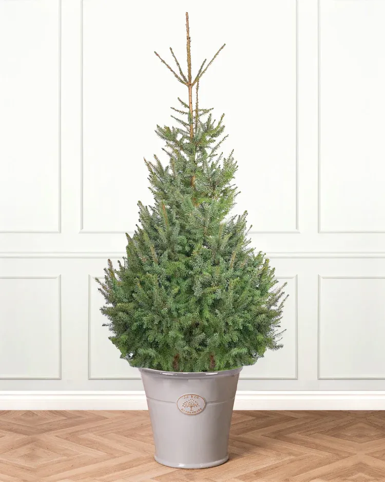 Serbian Spruce Pot Grown Christmas Trees