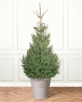 Serbian Spruce Pot Grown Christmas Trees