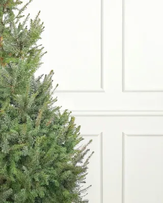 Serbian Spruce Pot Grown Christmas Trees