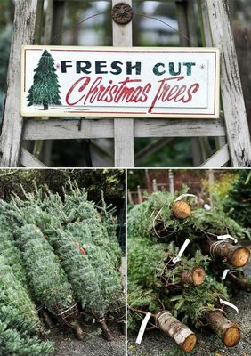 Fresh Cut Christmas Trees
