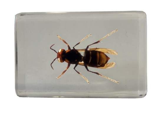 Asian Hornet in Acrylic 2024 COLLECTION ONLY
