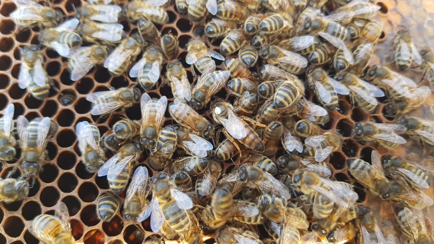Becoming a Beekeeper Part 2 -Theory Course 2027