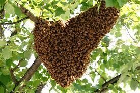 Swarm Collection course 2026 - CBK MEMBERS ONLY
