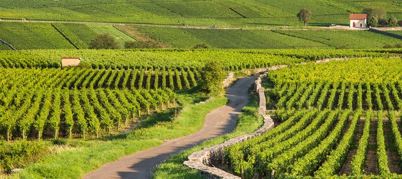 Côte de Beaune