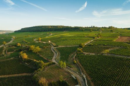 Côte de Nuits