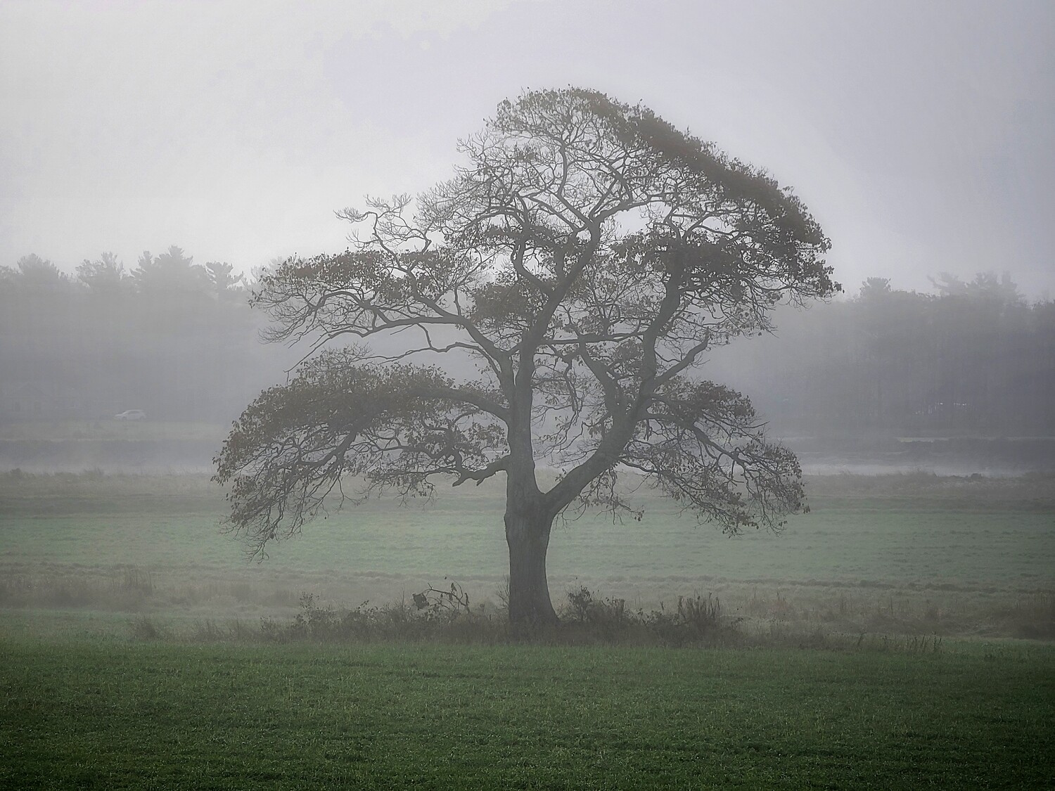 Foggy Shubie Tree print
