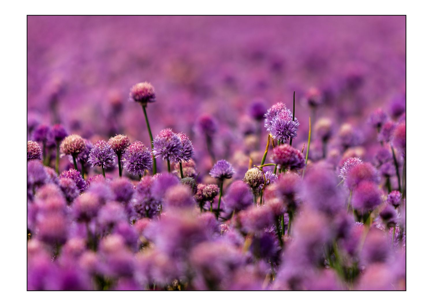 Purløg i blomst