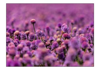 Purløg i blomst