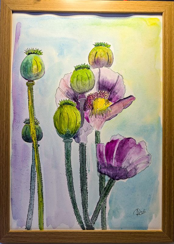 Maleri, Anne-Mette, Valmuer, Akvarel Maleri, Anne-Mette, Valmuer, Akvarel