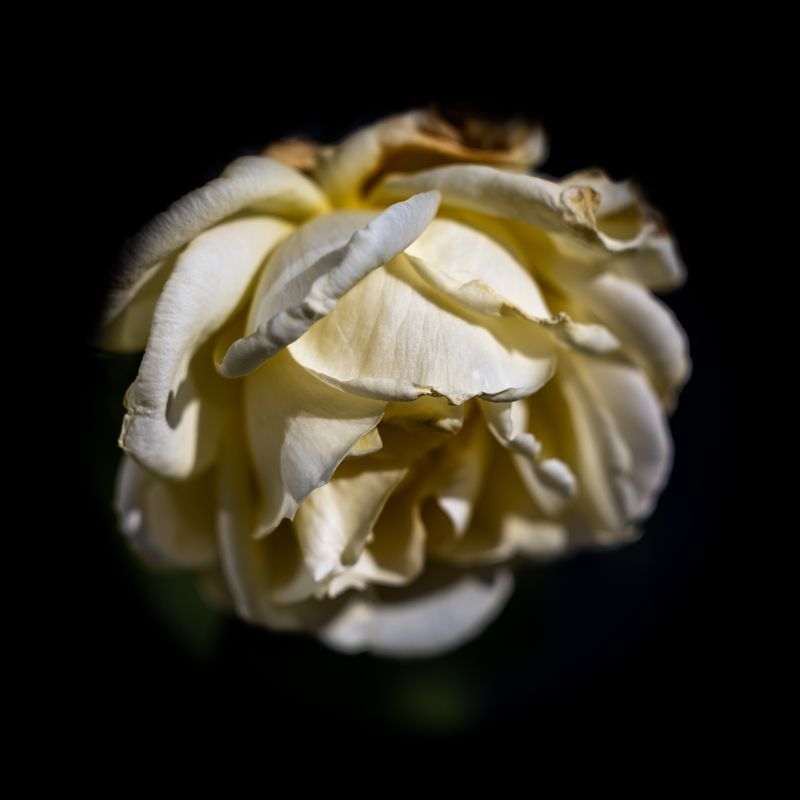 Fading Grace - 50x50 cm på hvid aluminium Fading Grace - 50x50 cm på hvid aluminium