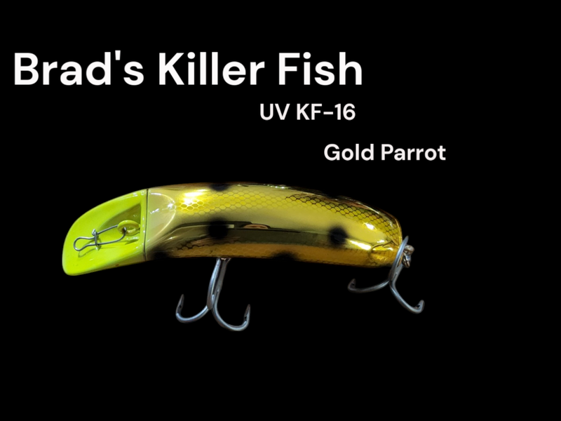 Killerfish 16 Gold Parrot Brads