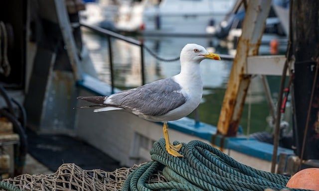 Bild Möwe