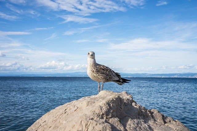 Bild - Vogel (1)